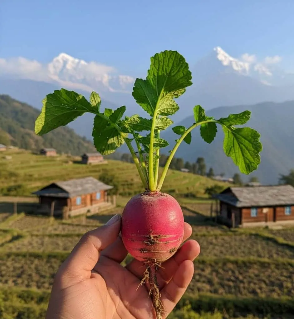 Organic and Natural Pahari Food Products.