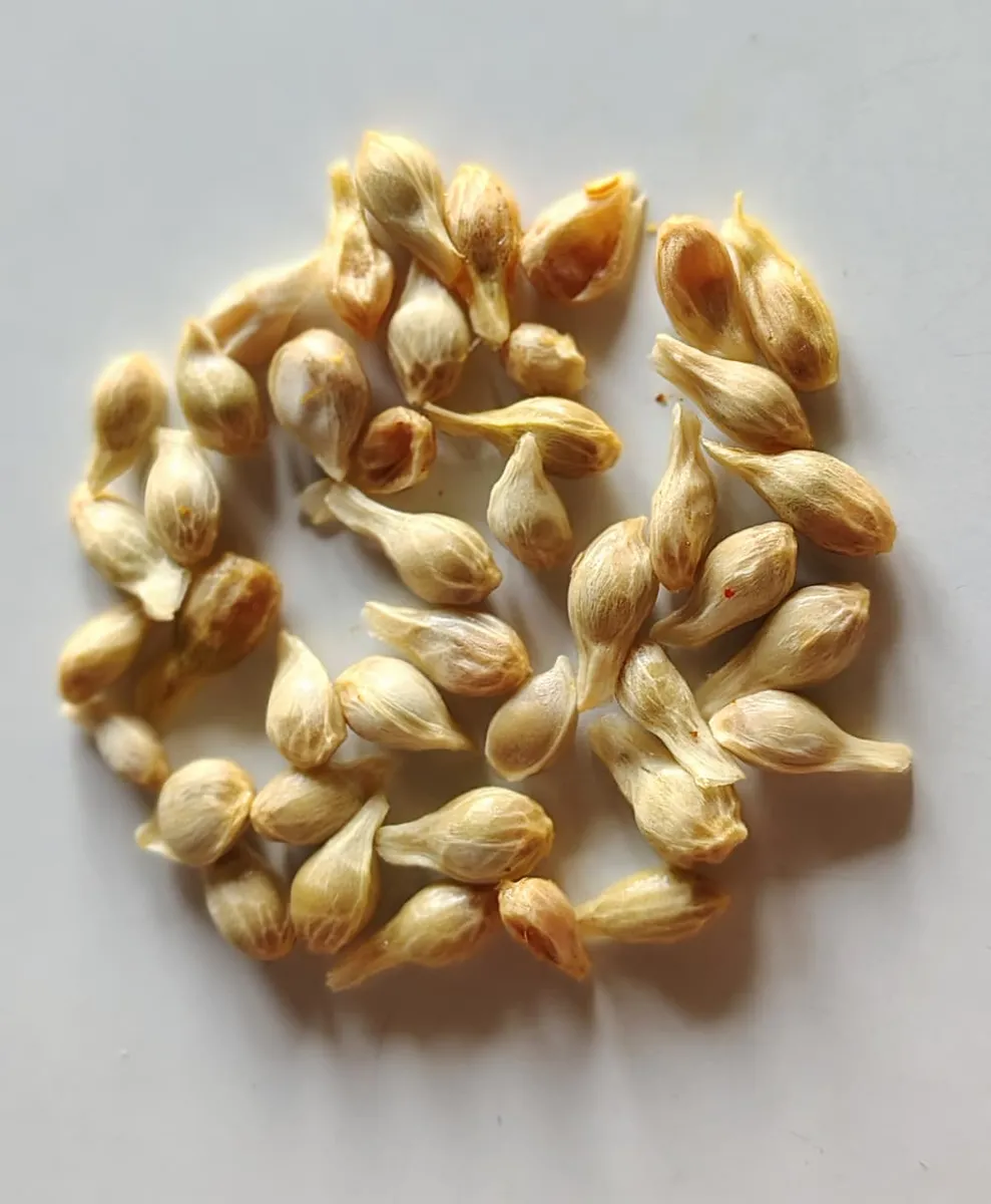Pahadi malta seeds Buy ORGANIC Online