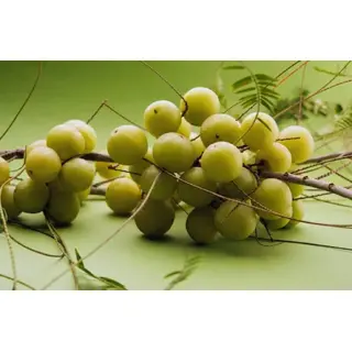 pahari amla fruit