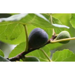 Pahadi Bedu Fruit, Timla (BUY 200gm) ORGANIC | उत्तराखंड से डिलीवरी | Pahad Ki Dukaan Online