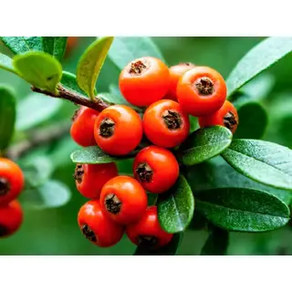 Pahadi Ghingaru Fruit (200gm) ORGANIC Online