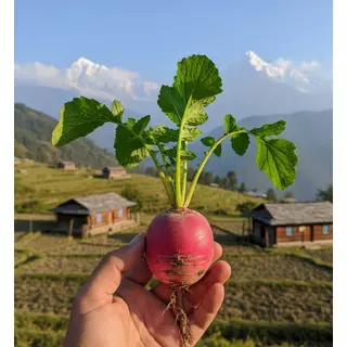 pahadi mooli online