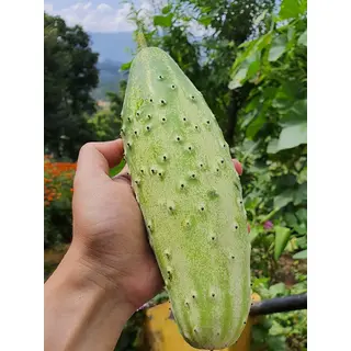 pahari kakdi seeds