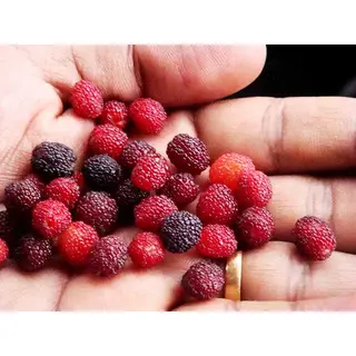 Pahadi kafal fruit (500gm) ORGANIC Online