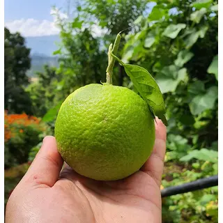 pahari malta fruit