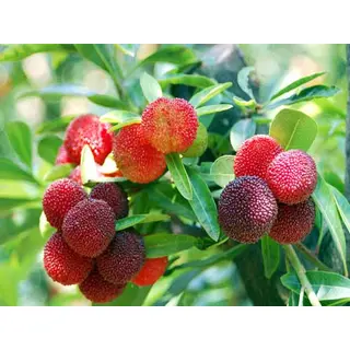 Pahadi kafal fruit (500gm) ORGANIC Online