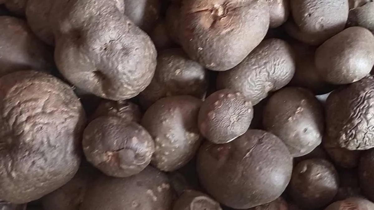 Pahadi Geethi, Air Potato (500gm) ORGANIC Online