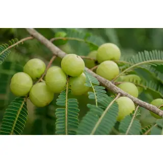 Pahari Amla Fruit Buy (500gm) ORGANIC Online