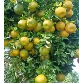 Pahari Orange Santra Squash Juice Online