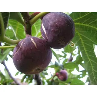 Pahadi Bedu Fruit, Timla (BUY 200gm) ORGANIC | उत्तराखंड से डिलीवरी | Pahad Ki Dukaan Online