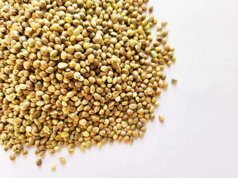 Pahari Bhang Hemp Seeds (250gm)