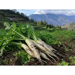 Pahadi Mooli, Pahadi Radish (BUY 500gm) ORGANIC Online