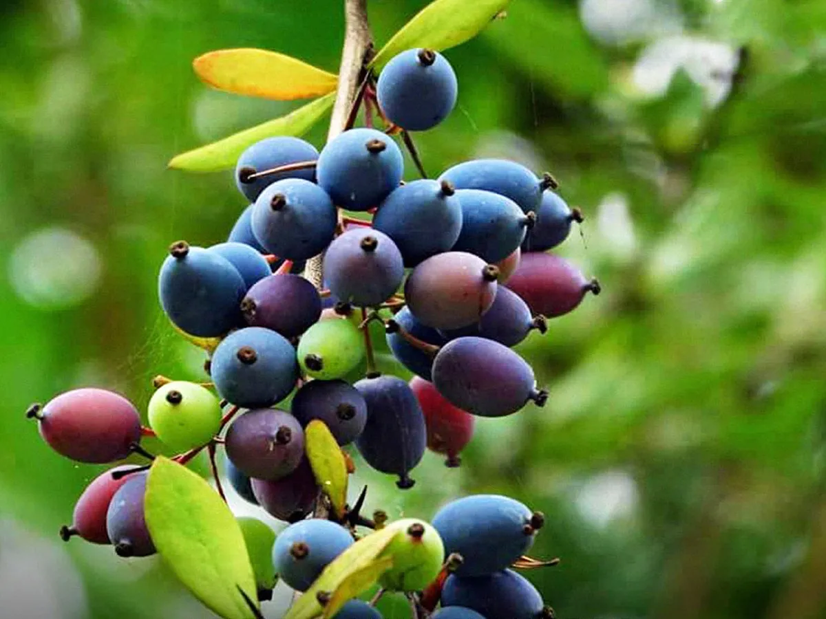 Pahadi kilmora Fruit (200gm) ORGANIC Online