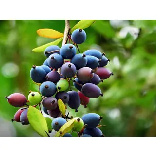 Pahadi kilmora Fruit (200gm) ORGANIC Online