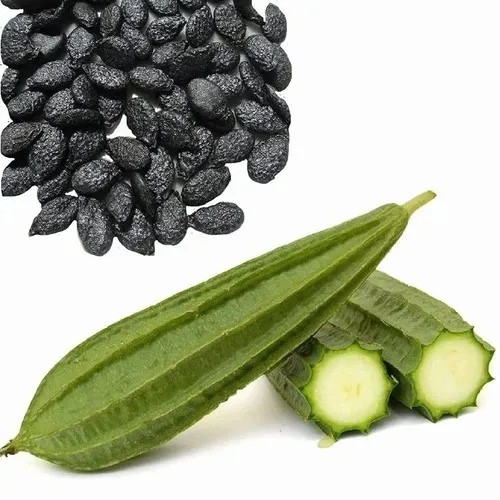 Pahari Torai (Ridge Gourd) Seeds Buy Online