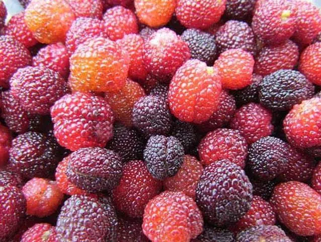 Pahadi kafal fruit (500gm) ORGANIC Online