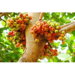 Pahadi Bedu Fruit, Timla (BUY 200gm) ORGANIC | उत्तराखंड से डिलीवरी | Pahad Ki Dukaan Online