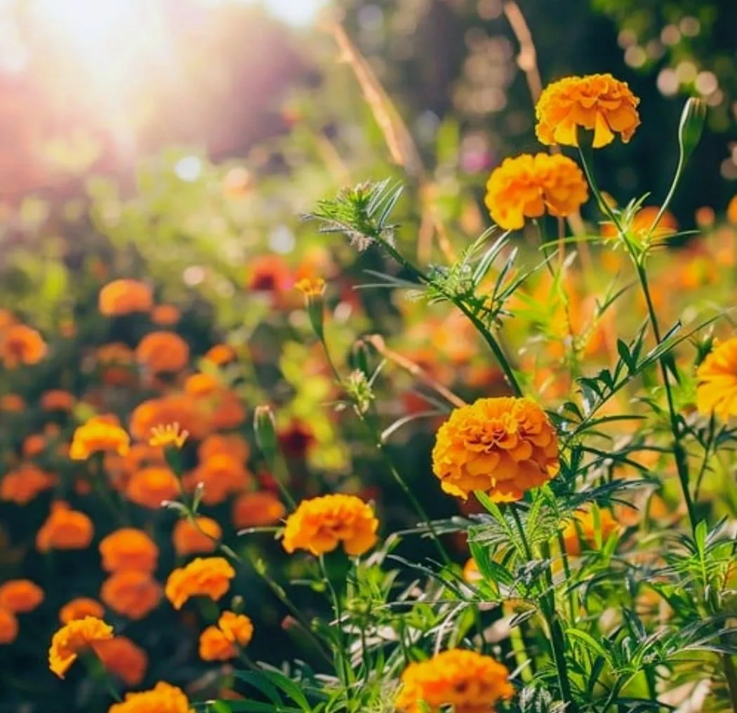 Pahari Hajari (Genda) Seeds BUY Online