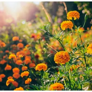 pahari hajari genda flowes