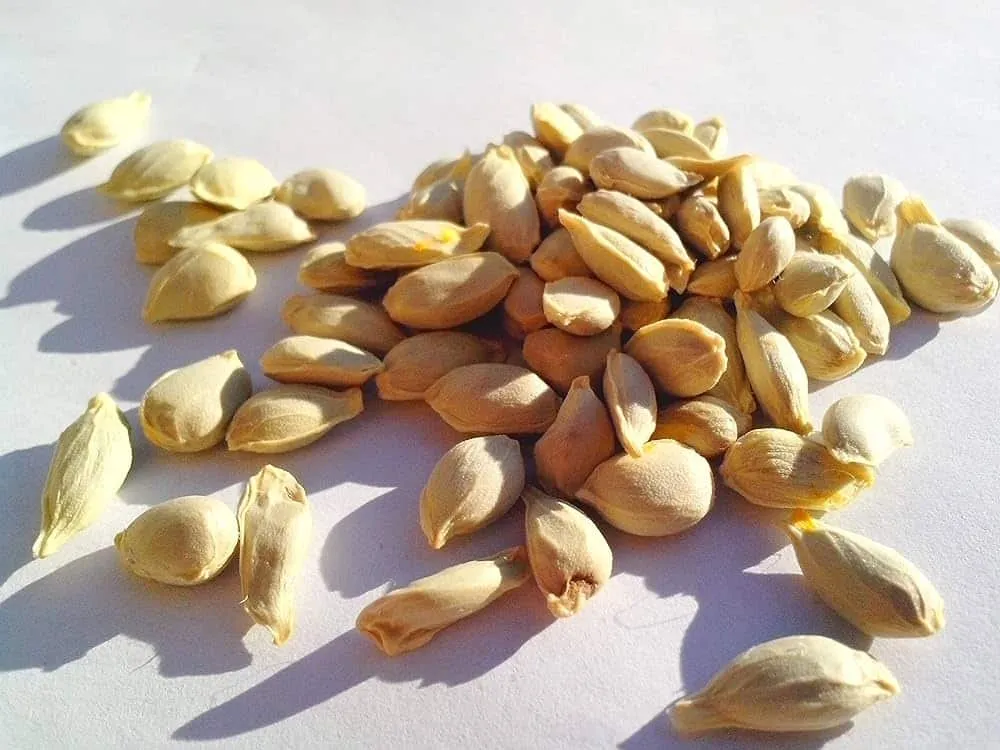 Pahadi Nimbu Chukh seeds Buy ORGANIC Online