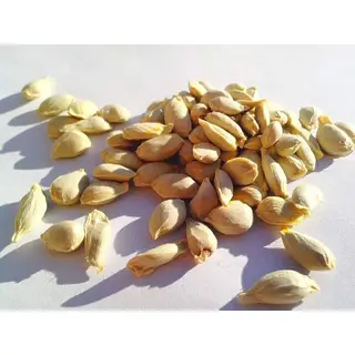pahadi nimbu chukh seeds