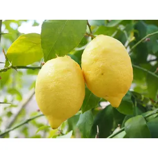 Pahadi Nimbu chukh Squash Juice (Buy 500ml) Online