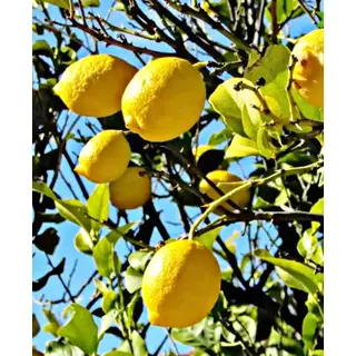 Pahari Nimbu Chukh Lemon (Buy500gm) Online