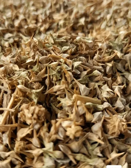 Pahari Palak seeds BUY Online