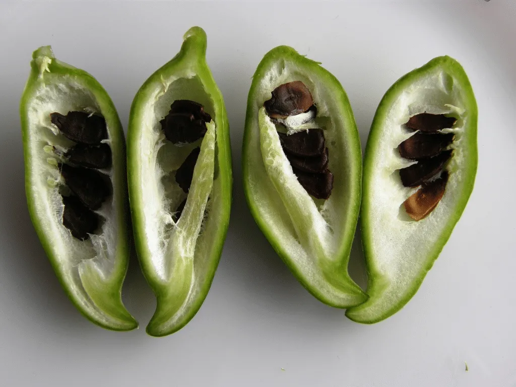 Pahadi Mithe Karele Seeds buy ORGANIC Online