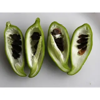 Pahari mithe karele seeds