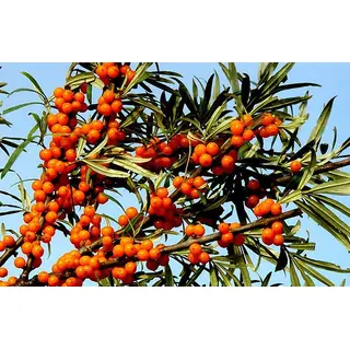 Pahadi Ghingaru Fruit (200gm) ORGANIC Online