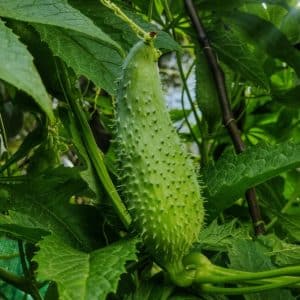 PAHADI MITHA KARELA