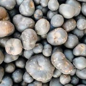 buy pahari gethi