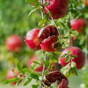 pahadi dadim fruit