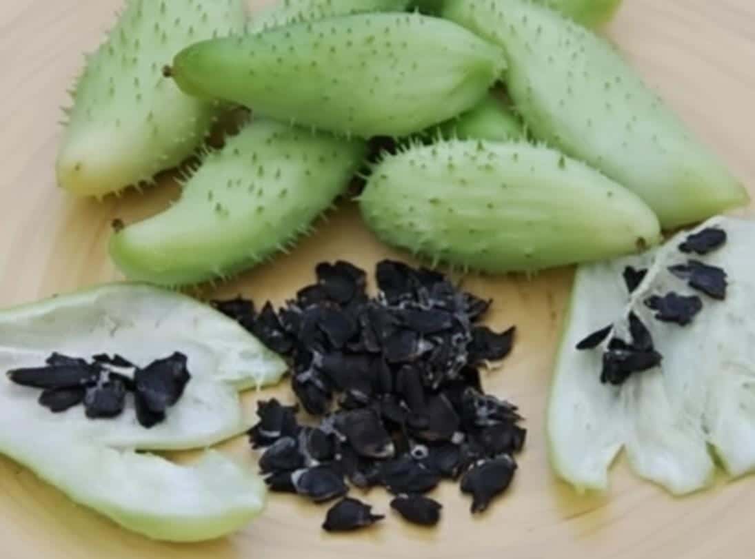 Pahadi mithe karele ke seeds