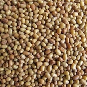 pahadi reyansh dal