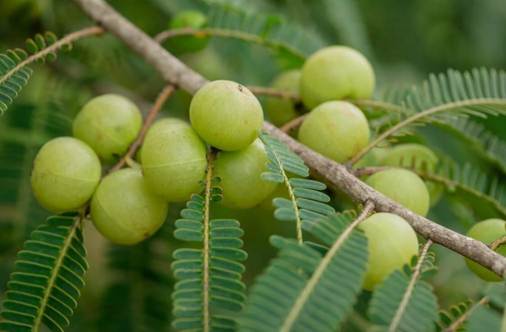 pahari amla