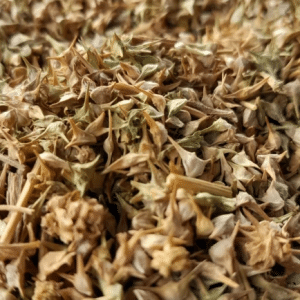 pahari palak seeds